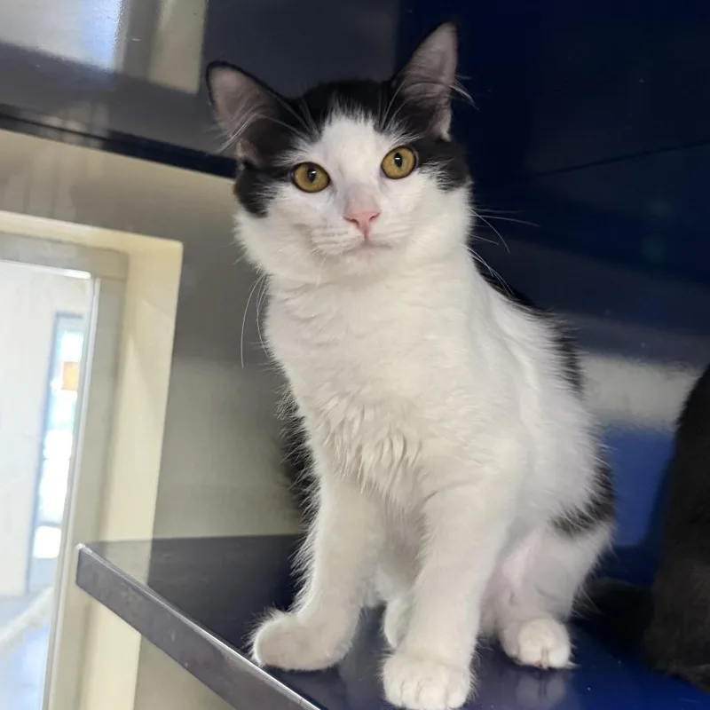 A baby small-sized female Black Domestic Short Hair cat named Mixer for adoption in Los Angeles, CA