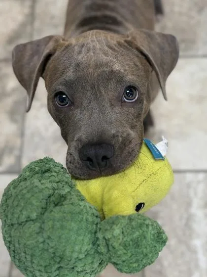 A baby medium-sized female Pit Bull Terrier dog named Lola for adoption in Jefferson, WI