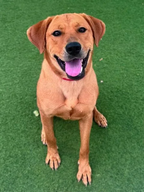 A young medium-sized female Labrador Retriever dog named Myra for adoption in Agoura, CA