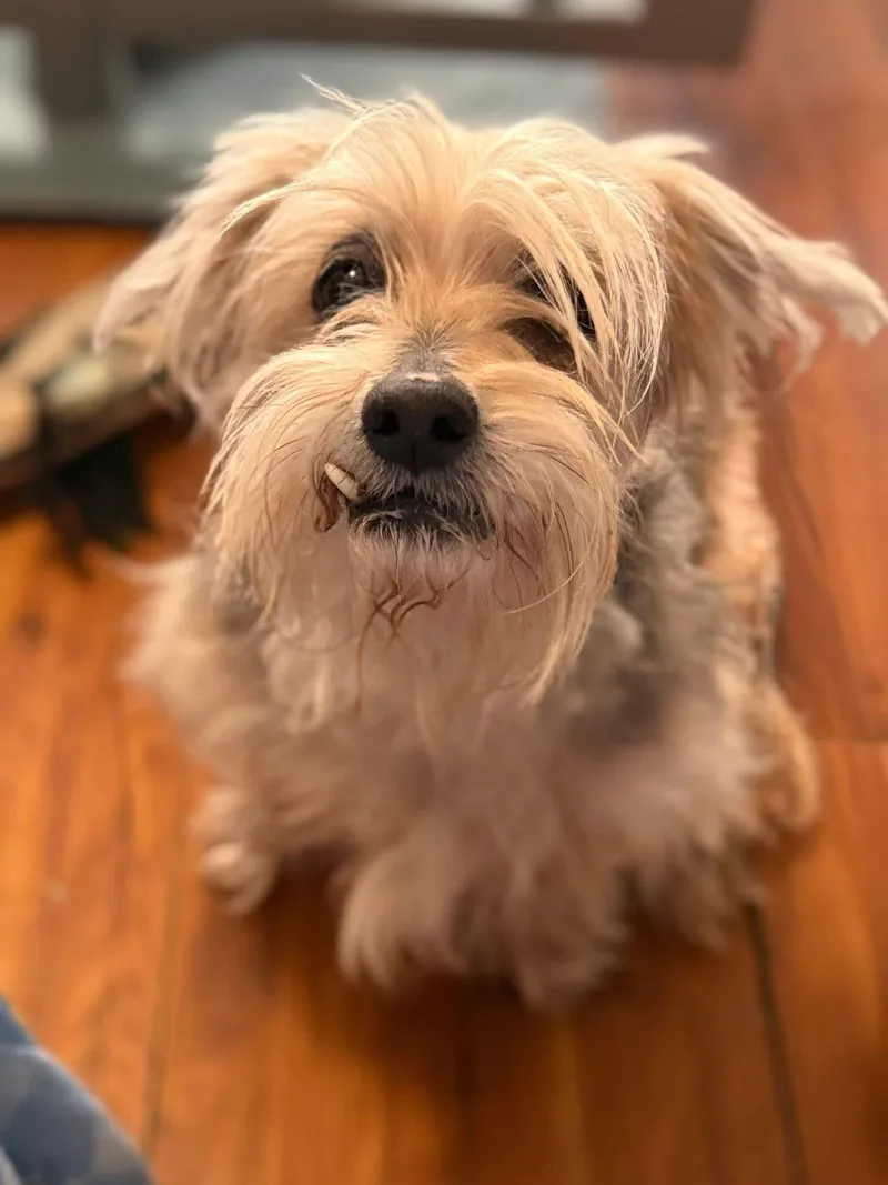 A senior small-sized male Yellow / Tan / Blond / Fawn Yorkshire Terrier dog named Harry for adoption in Elwood, IL