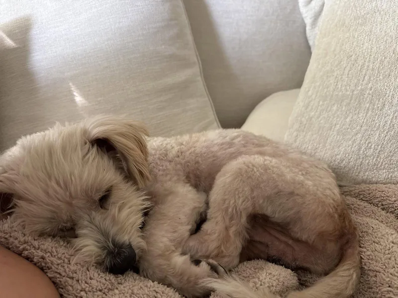 Bentley thumbnail 3