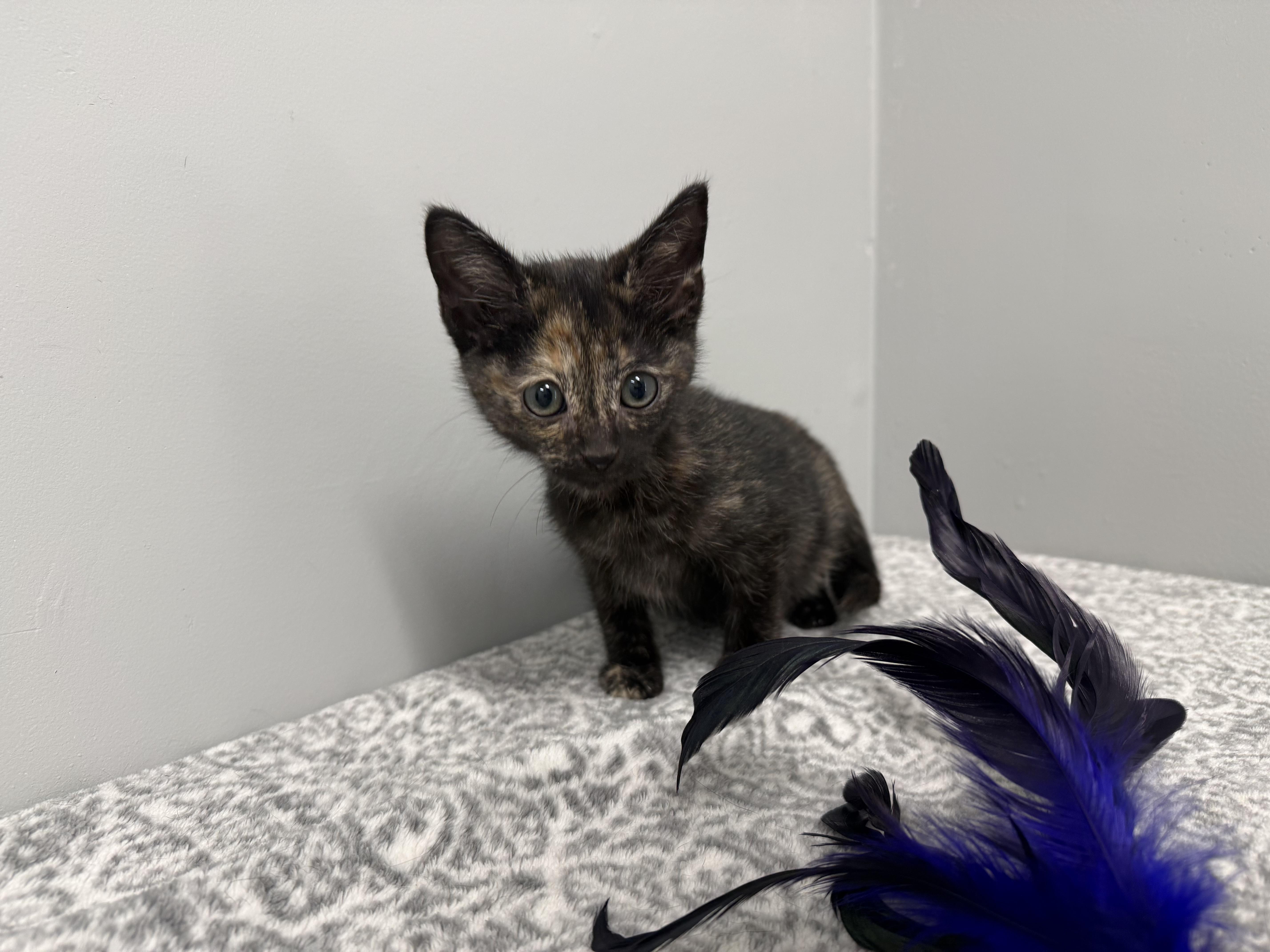 A baby medium-sized female Tortoiseshell Domestic Short Hair cat named Smudge for adoption in Frankfort, IN