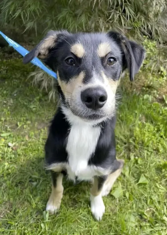 A young medium-sized female Tricolor (Brown, Black, & White) Shepherd dog named Sugar Plum for adoption in Pleasant Valley, NY