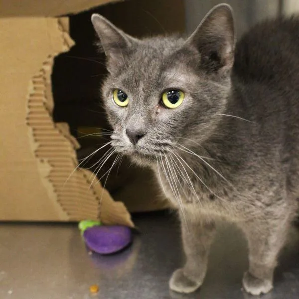 An adult medium-sized female Domestic Short Hair cat named Marvin for adoption in Des Moines, IA