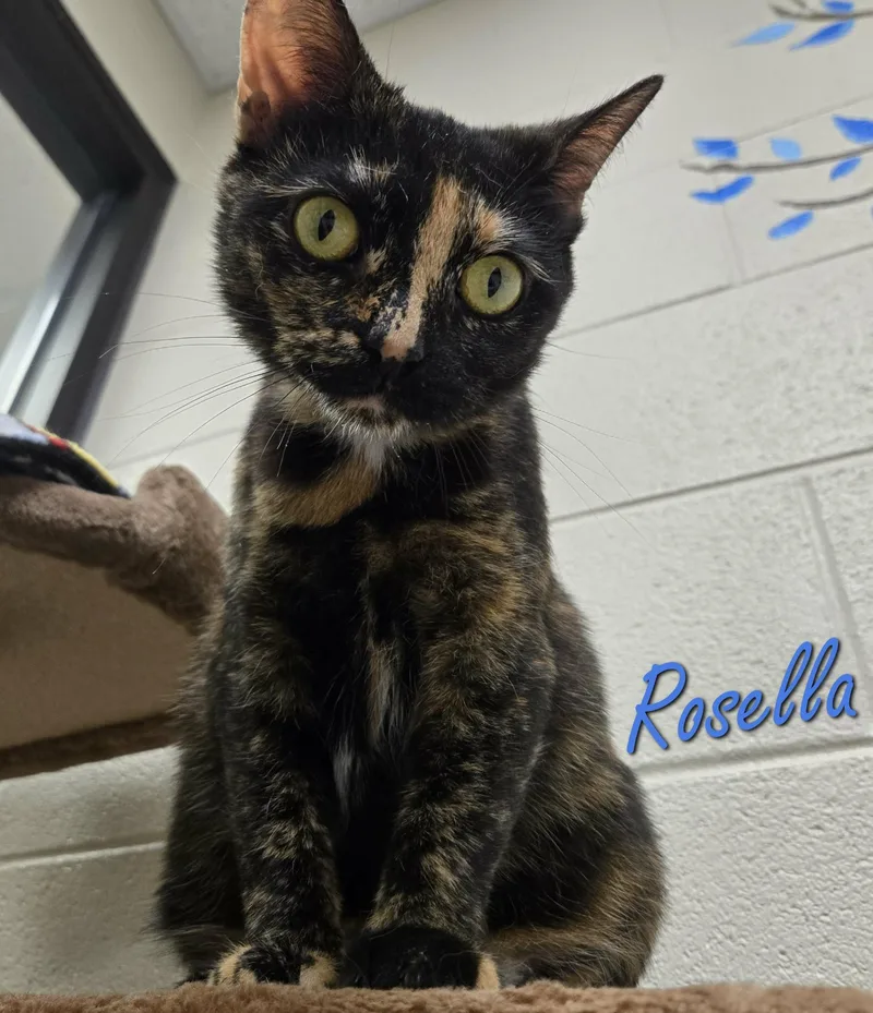An adult medium-sized female Tortoiseshell Domestic Short Hair cat named Rosella for adoption in Valparaiso, IN