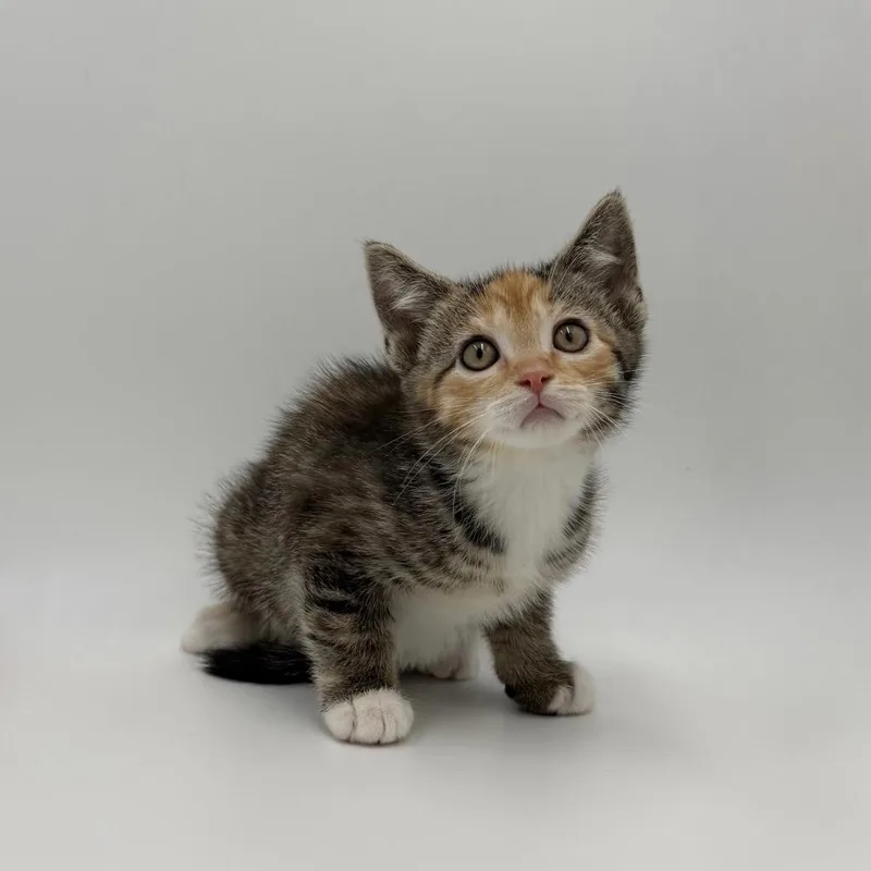 A baby medium-sized female Domestic Short Hair cat named Barrel for adoption in State College, PA