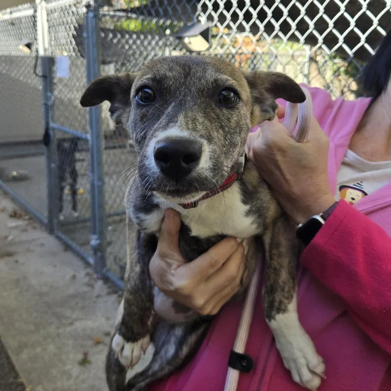 A baby small-sized female Brown / Chocolate Labrador Retriever dog named Shuri for adoption in East Hanover, NJ