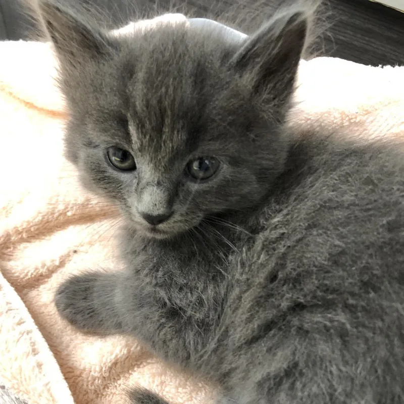 A baby small-sized female Gray / Blue / Silver Domestic Short Hair cat named Wendy for adoption in Oak Park, IL