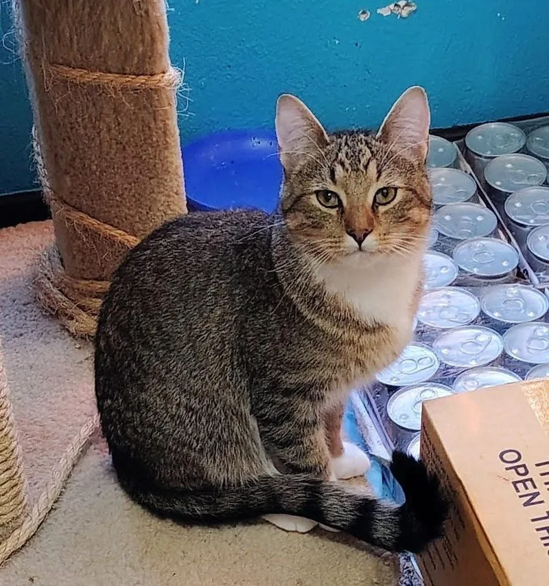 A young medium-sized male Domestic Short Hair cat named Warrant for adoption in Blanchard, OK