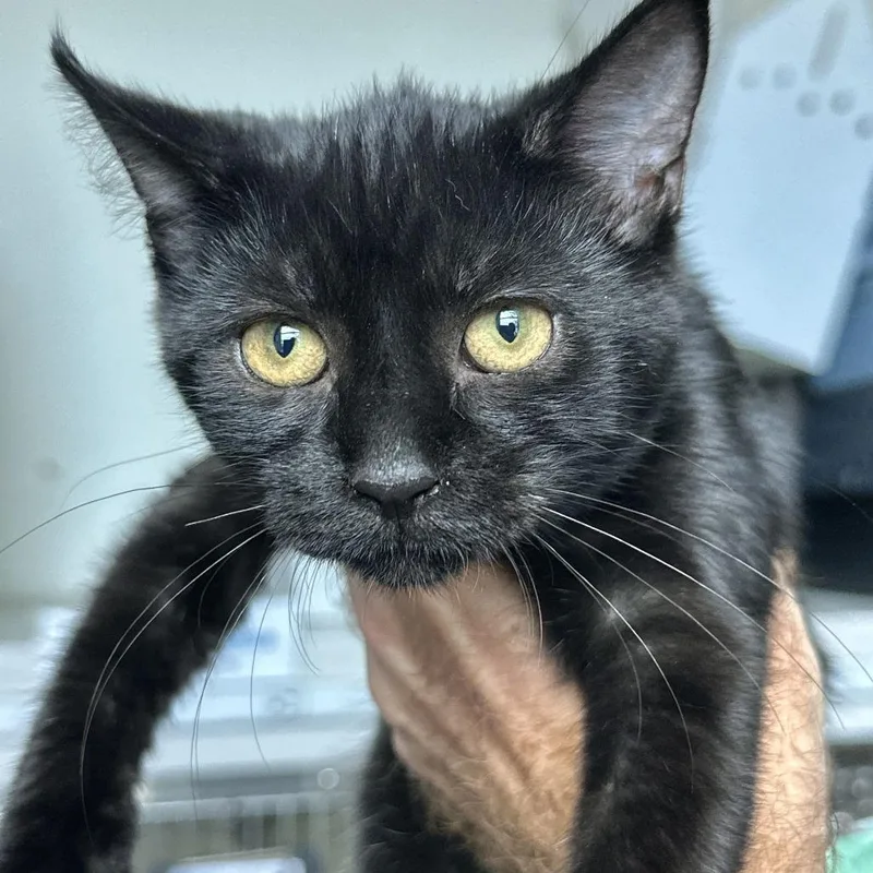 A baby small-sized male Domestic Short Hair cat named Sun for adoption in Matteson, IL