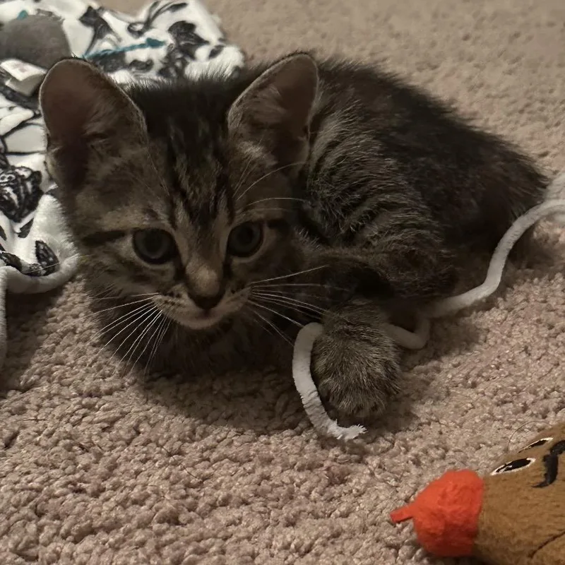 A baby small-sized female Brown / Chocolate Domestic Short Hair cat named Bella for adoption in Franklin, TN
