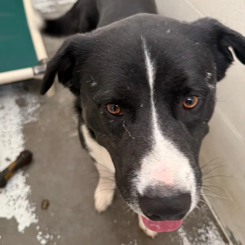 Croissant thumbnail 2