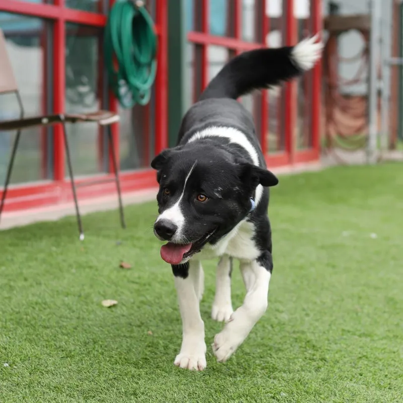 Croissant thumbnail 3