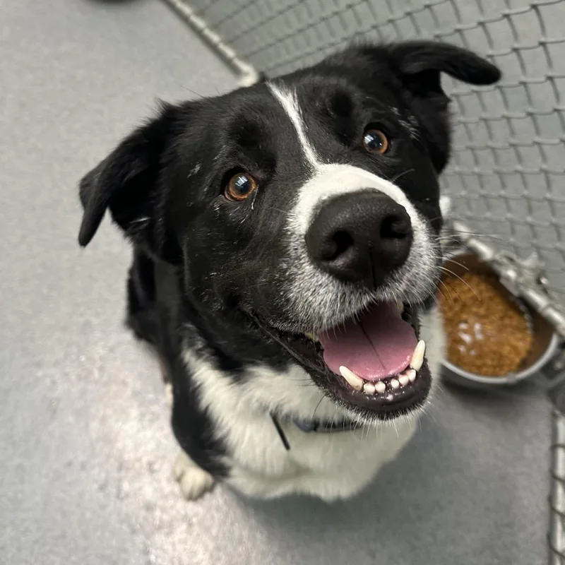 Croissant thumbnail 4