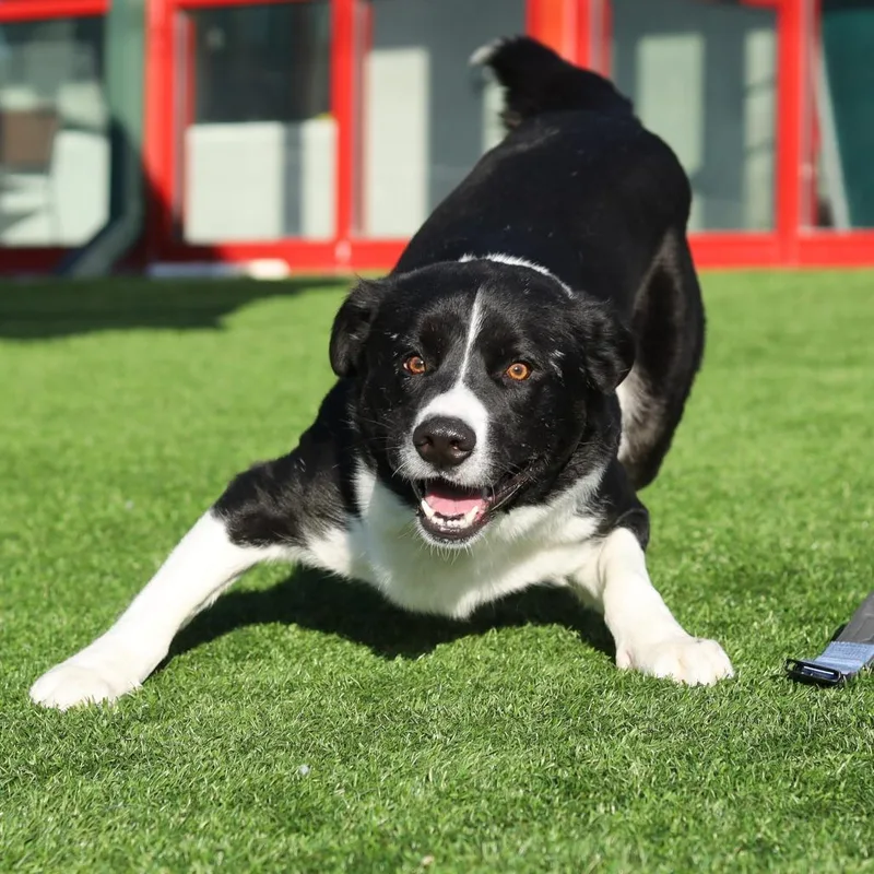 Croissant thumbnail 5