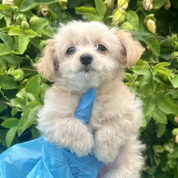 A baby small-sized female Miniature Poodle dog named Mochi for adoption in Walnut Creek, CA