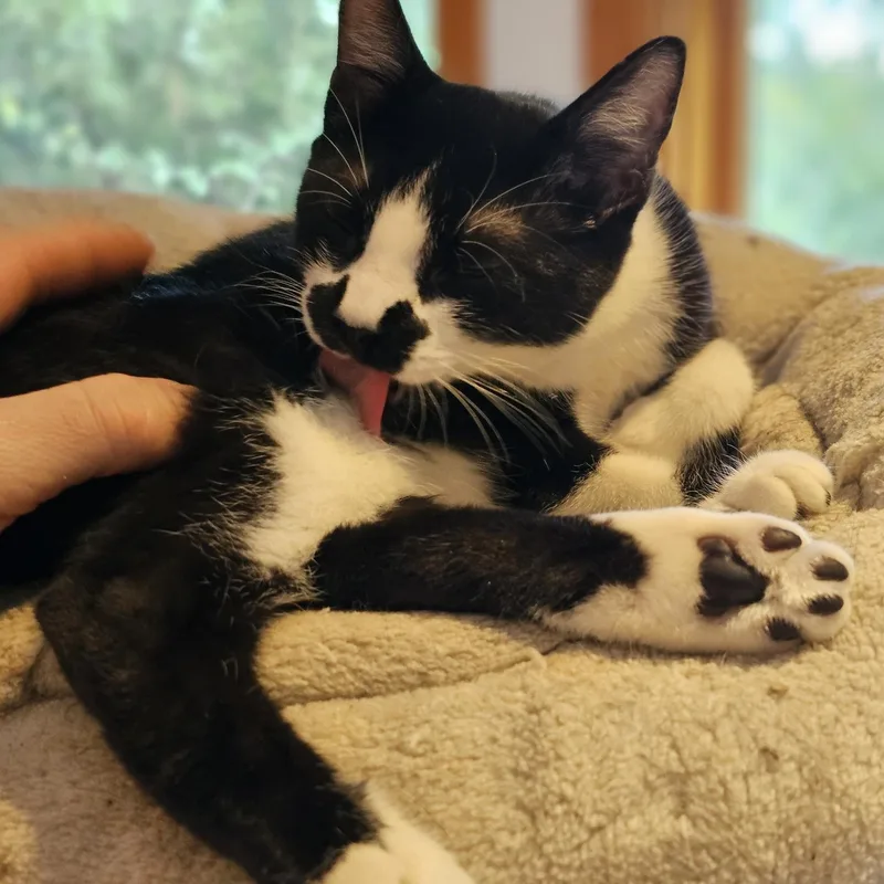 A baby medium-sized female Domestic Short Hair cat named Kolache for adoption in Houston, TX