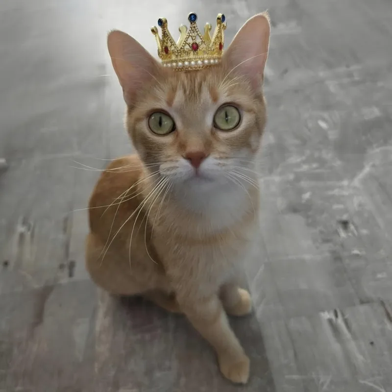A young medium-sized female Orange / Red Domestic Short Hair cat named Princess Peaches for adoption in Saint Paul, MN