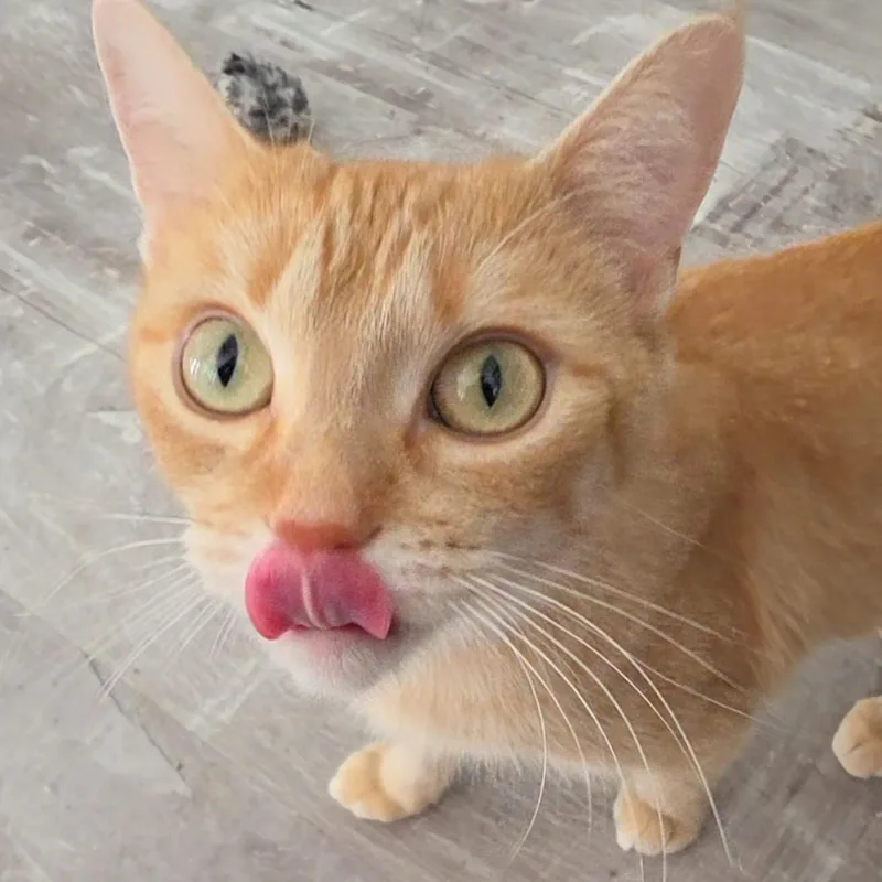 Princess Peaches thumbnail 3