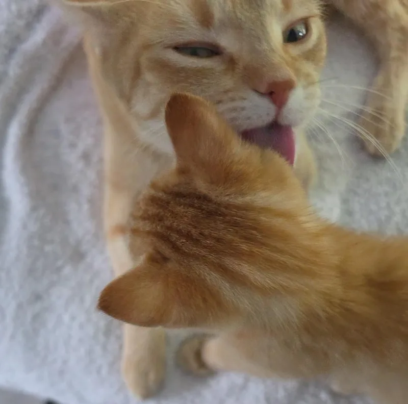 Princess Peaches thumbnail 4