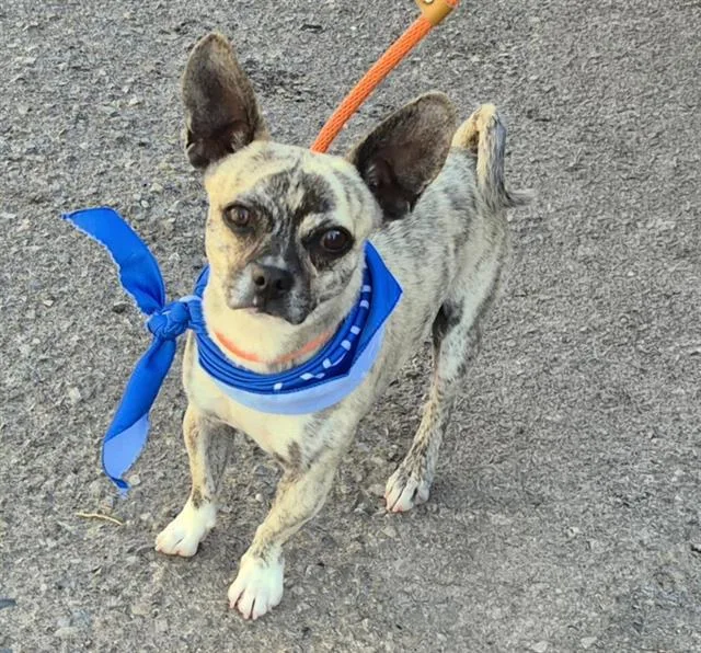 A young medium-sized male Chihuahua dog named Elmer for adoption in Albuquerque, NM