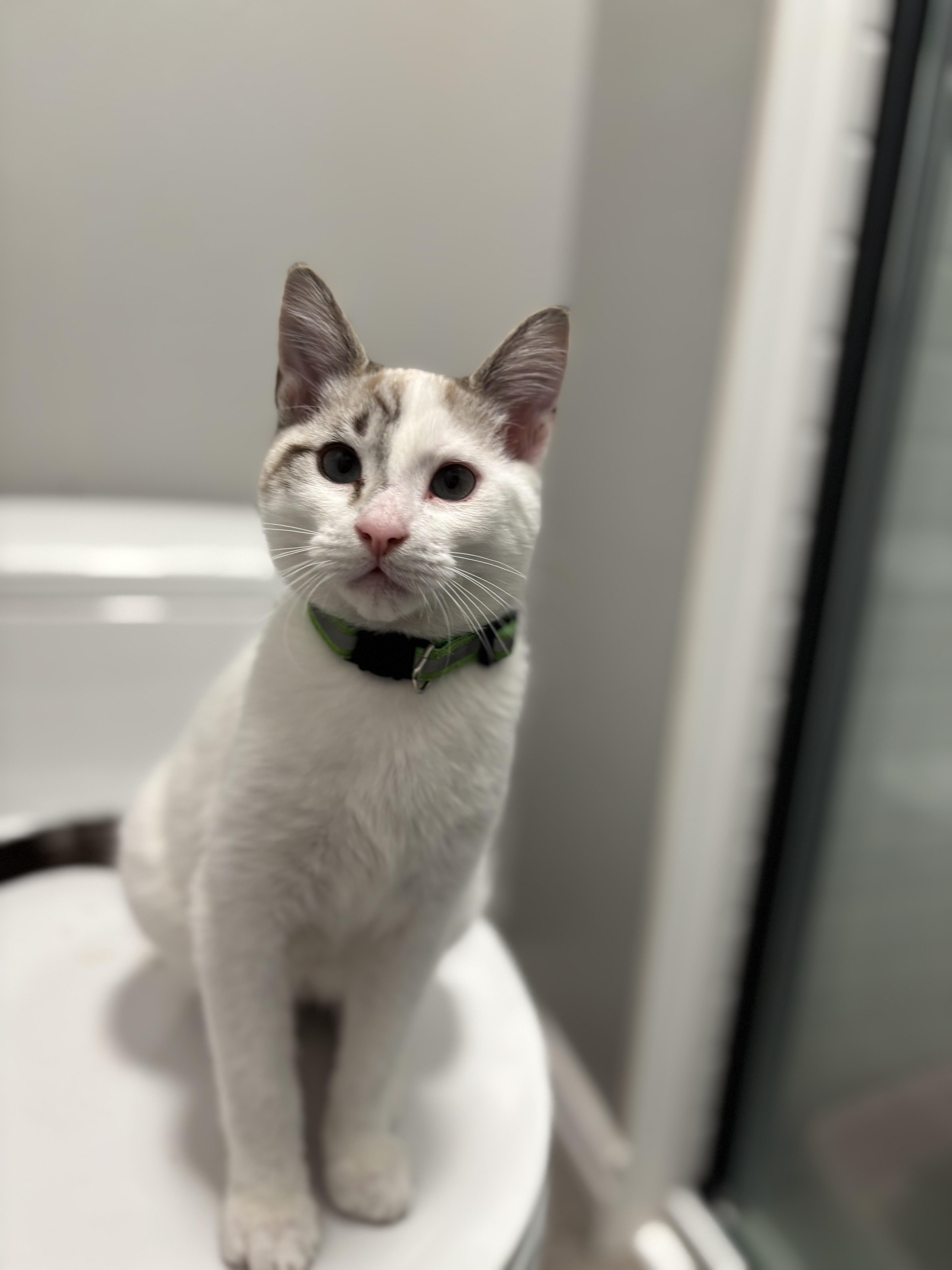 A baby medium-sized male Domestic Short Hair cat named Doug for adoption in Portland, OR
