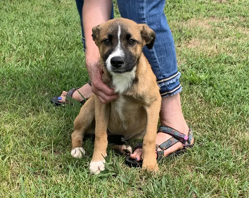 A young medium-sized male Terrier dog named Zeus for adoption in Chattanooga, TN