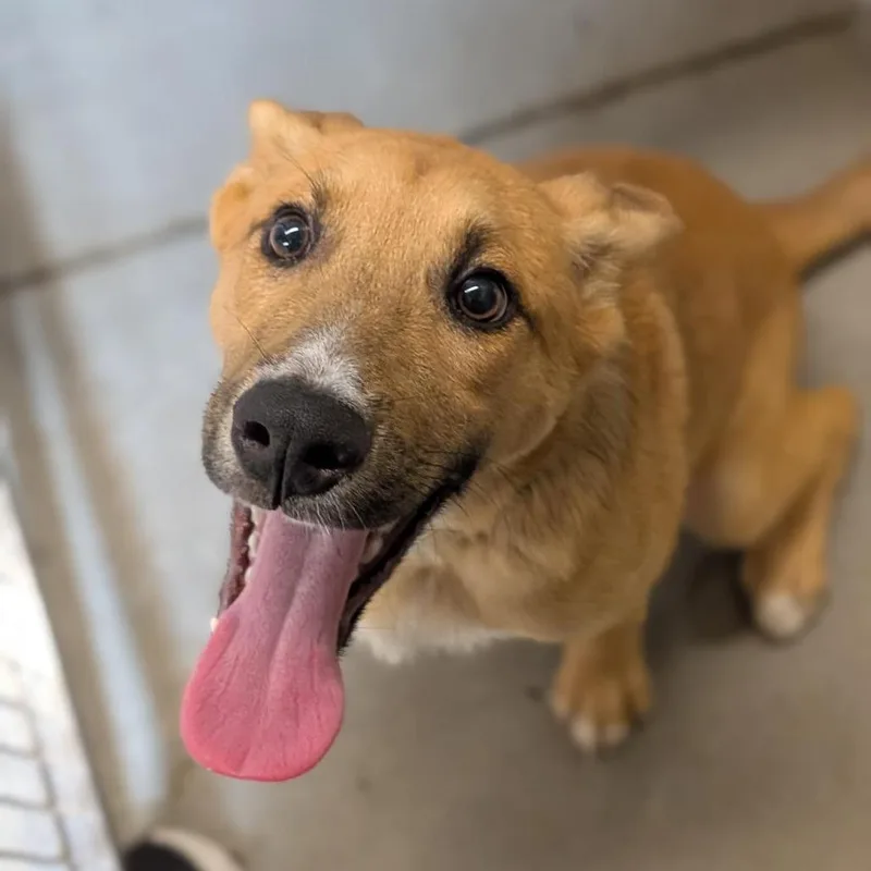 A young medium-sized male Brown / Chocolate Mixed Breed dog named Dale for adoption in Washington Township, OH