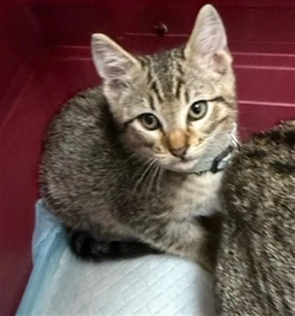 A baby small-sized female Domestic Short Hair cat named A for adoption in Pasadena, TX