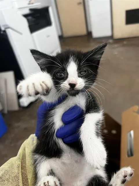 A baby medium-sized male Domestic Medium Hair cat named Chai for adoption in Dallas, TX
