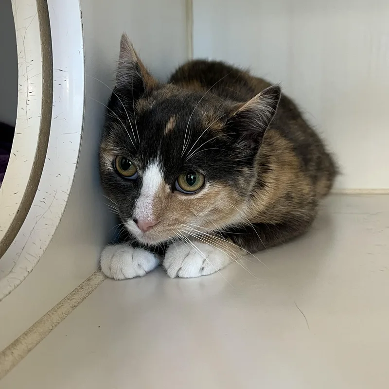 A young medium-sized female Dilute Calico cat named Stella Mae West for adoption in Amsterdam, NY
