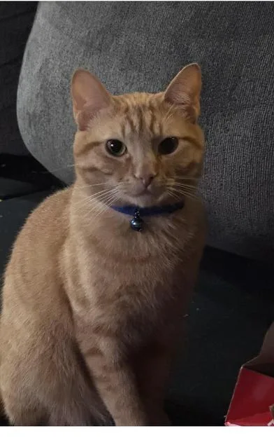 An adult medium-sized male Chocolate Point Siamese cat named Cheeto & Loki for adoption in Liverpool, TX