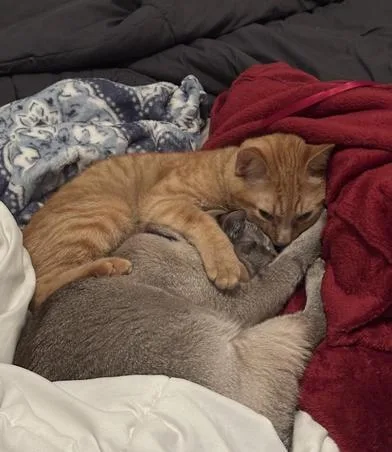 Cheeto & Loki thumbnail 4