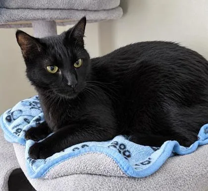 An adult medium-sized male Domestic Short Hair cat named Talbot for adoption in Elk Grove Village, IL