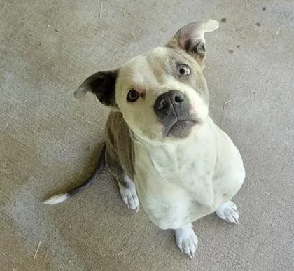 An adult medium-sized female Brindle American Staffordshire Terrier dog named Sutton for adoption in Bedford, IN