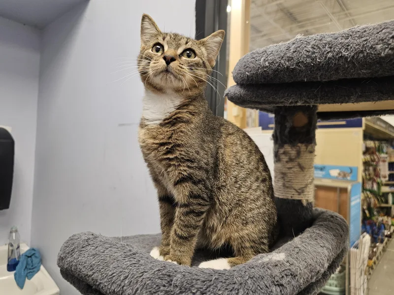 A baby medium-sized male Tabby (Brown / Chocolate) Tabby cat named Mang for adoption in Richmond, VA
