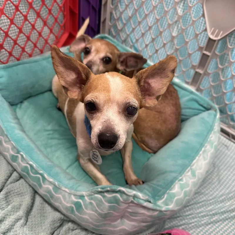 A senior small-sized female Yellow / Tan / Blond / Fawn Chihuahua dog named Molly for adoption in Normal, IL