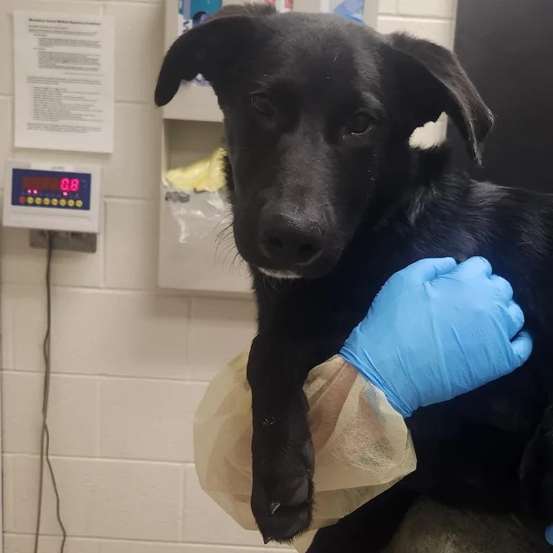 A baby medium-sized male Shepherd dog named Gator for adoption in Murray, UT