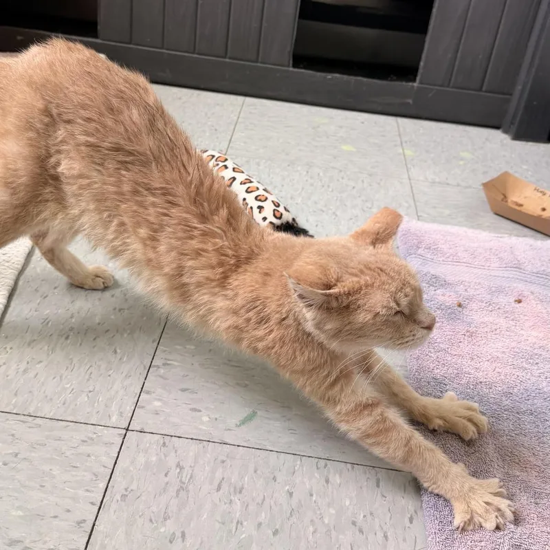 Gare Bear thumbnail 2