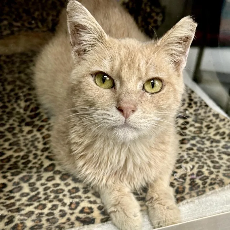 Gare Bear thumbnail 3