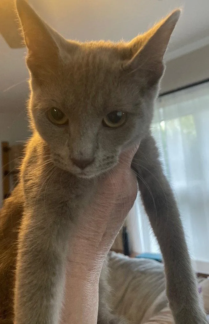 A baby medium-sized female Gray / Blue / Silver Russian Blue cat named Madame De Le Claw for adoption in Island Lake, IL
