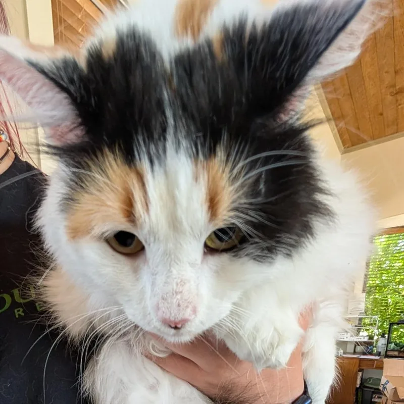 An adult extra large-sized female Calico Domestic Long Hair cat named Frankie for adoption in Fredericksburg, TX
