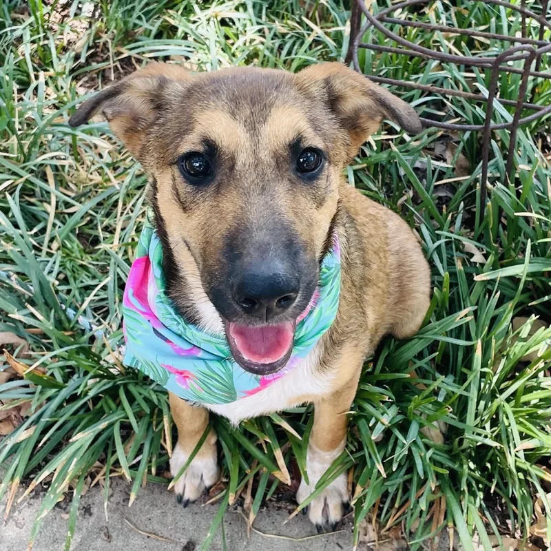 A young medium-sized female German Shepherd Dog dog named Faith for adoption in Bastrop, TX