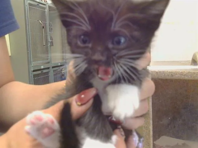 A baby small-sized male Domestic Short Hair cat named Agate for adoption in Sacramento, CA