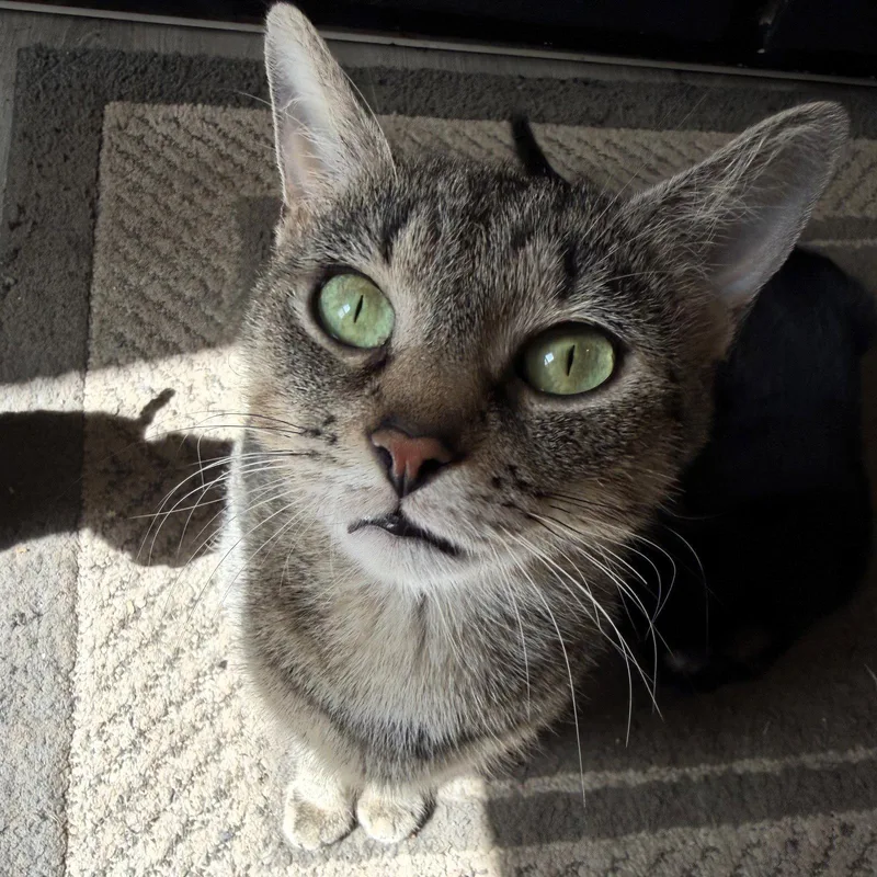 An adult medium-sized female Domestic Short Hair cat named Magnolia for adoption in Rochester, NY