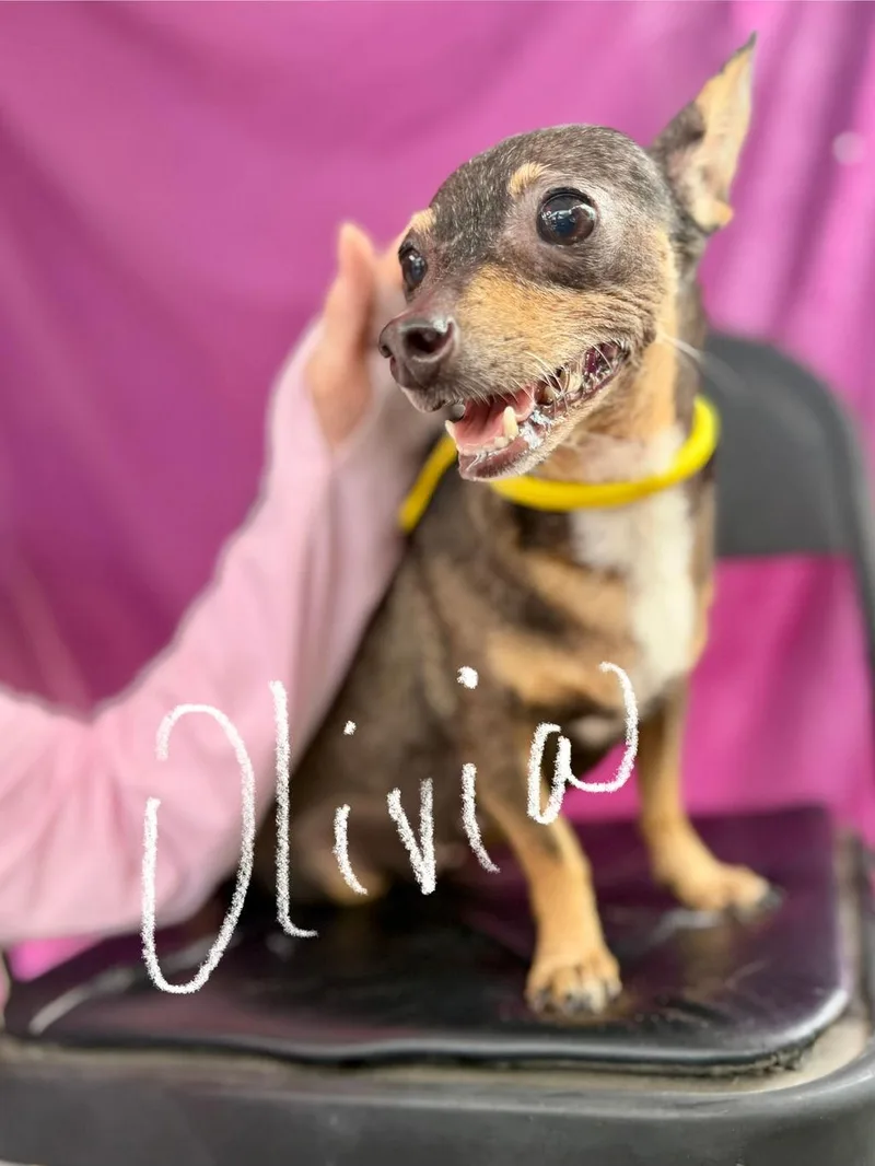 Olivia thumbnail 3