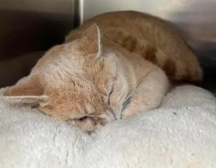 A young medium-sized female Orange / Red Domestic Short Hair cat named Eevee Apricot for adoption in Annapolis, MD