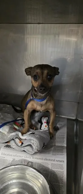 A young small-sized male Chihuahua dog named Teddy for adoption in Downey, CA