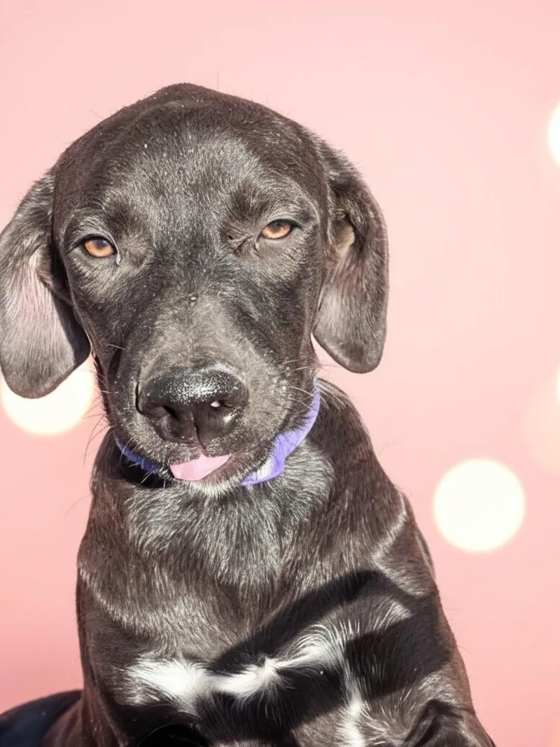 A young medium-sized female Black Labrador Retriever dog named Rain for adoption in Evergreen, CO