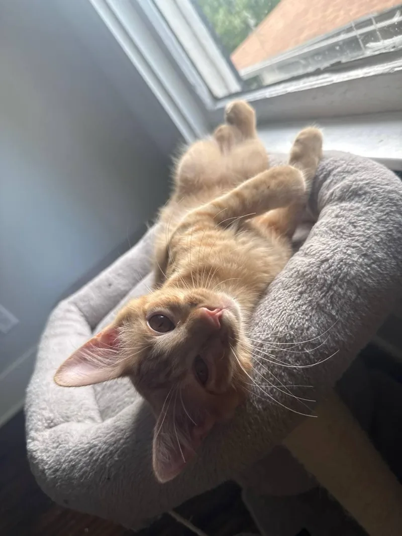 A baby medium-sized male Tabby (Orange / Red) Domestic Short Hair cat named Dorito for adoption in Fort Worth, TX